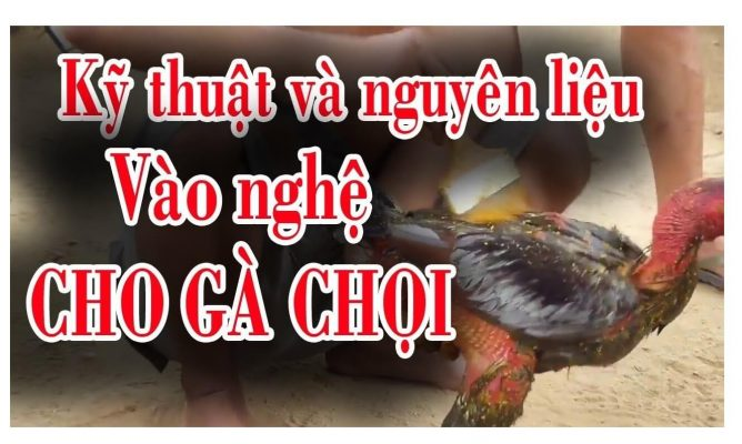 Cách vào nghệ vàng cho gà chọi