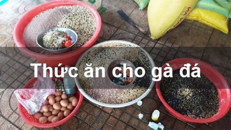 Thức ăn cho gà đá bao gồm những loại gì?